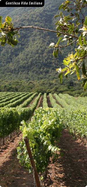 The Wine Route - Courtesy Viña Emiliana