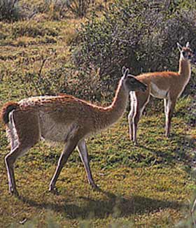 guanaco