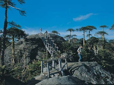 Parque Nacional Nahuelbuta