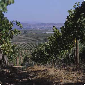 Ruta del Vino - Gentileza Valle Aconcagua